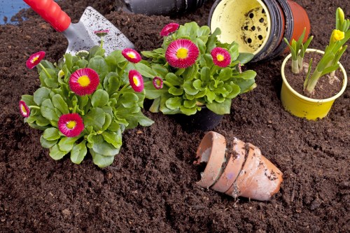 The image depicts a section of a garden bed with rich, dark soil. There are two blooming primula plants with bright pink flowers and green, rounded leaves positioned towards the left side of the image. To the right of these flowering plants, there is a small yellow pot containing young green shoots emerging from the soil. Above this, a yellow flowerpot with green sprouts is visible. In the background, there is a partially visible terracotta flowerpot lying on its side, suggesting recent planting or repotting activity. Additionally, a small gardening trowel with a red handle can be seen in the upper left corner, indicating ongoing garden maintenance. The overall scene is outdoors, with natural lighting highlighting the vibrant colours of the plants and the moist texture of the soil, typical of early spring garden care in Acton, London, UK. Elements such as the flowerpots, soil, and plants support services related to gardening and outdoor landscape maintenance offered by Lawn Mowing Acton.