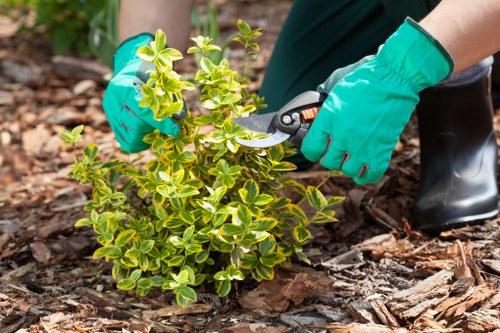 The image depicts a person wearing bright green gardening gloves and black waterproof boots, using pruning shears to trim a small, vibrant green shrub with variegated yellow and green leaves. The shrub is situated in a garden bed with visible dark, rich soil and a layer of mulch made from bark chips. Surrounding the shrub are other garden elements, including patches of grass and a paved pathway made of concrete or stone slabs, partially visible in the background. The scene appears to be outdoors on a clear day, with natural lighting enhancing the colours of the foliage and garden elements. This image exemplifies professional garden maintenance activities typical of landscaping and lawn care services offered by companies like Lawn Mowing Acton, which serve gardens and outdoor spaces in the Acton area, near London.
