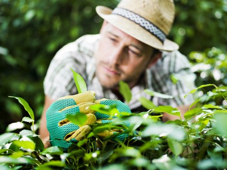 A man wearing a straw hat, plaid shirt, and garden gloves is closely inspecting or trimming a lush green hedge in a well-maintained garden with various shrubbery and plants. The hedge appears dense and healthy, with bright green leaves, and extends into the background where other shrubbery and trees are visible. The garden features a neatly edged flower bed or border adjacent to the hedge, with dark soil and colorful flowering plants. Soft natural light indicates a clear day, and the environment appears calm and well-kept, suitable for gardening or outdoor landscaping services offered by Lawn Mowing Acton to enhance local gardens in the Acton or W3 postcode area.